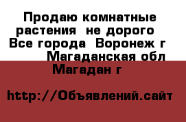 Продаю комнатные растения  не дорого - Все города, Воронеж г.  »    . Магаданская обл.,Магадан г.